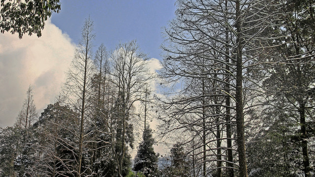 雪树