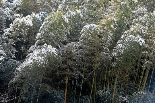 竹林雪景