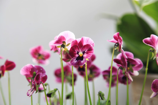 蝴蝶花