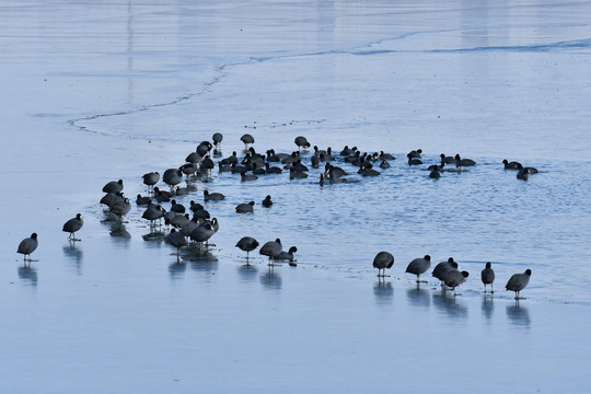 一群站在冰面上的黑骨顶鸡