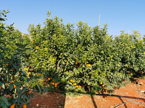 柑桔种植水果采摘园