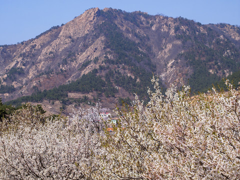 崂山樱桃花