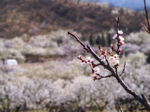 崂山樱桃花