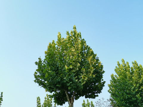 法国梧桐树