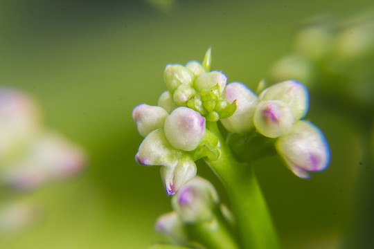 木耳菜花蕾