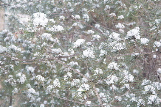 大雪压青松