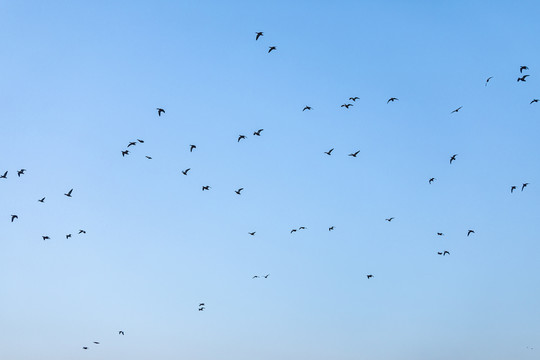 沈阳浑河的大雁