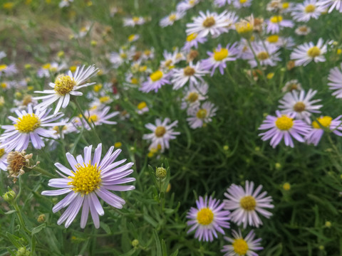 野生狗娃花