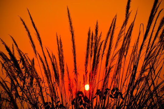 夕阳下的芦苇