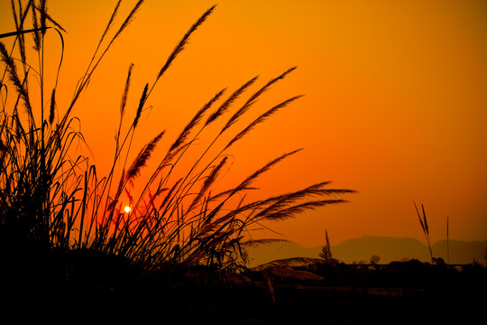 夕阳下的芦苇