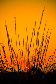 夕阳下的芦苇