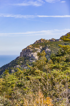 青岛崂山海滨树林植被