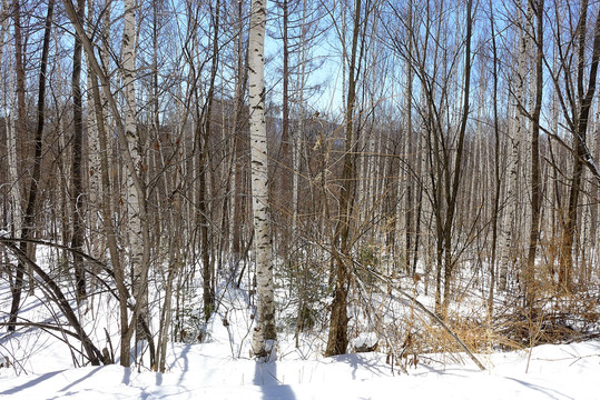 雪后树林
