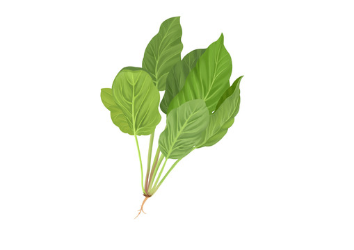 小清新写实卡通一颗新鲜的菠菜