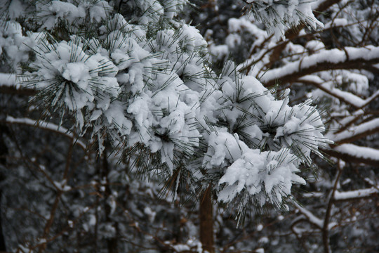 雪压枝头