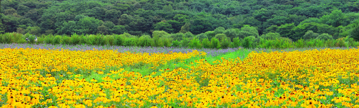 金色田园全景