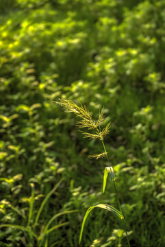 阳光下的芒草