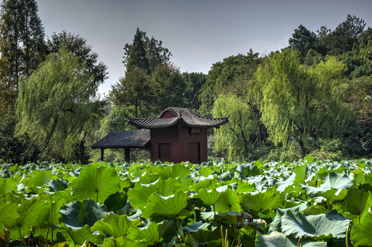 金华茶花文化园荷塘木船