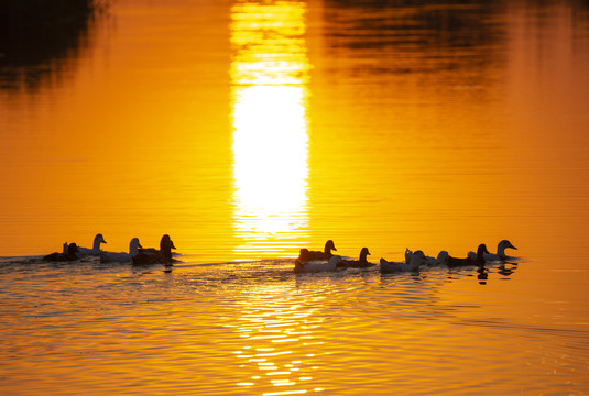 夕阳下的鸭群
