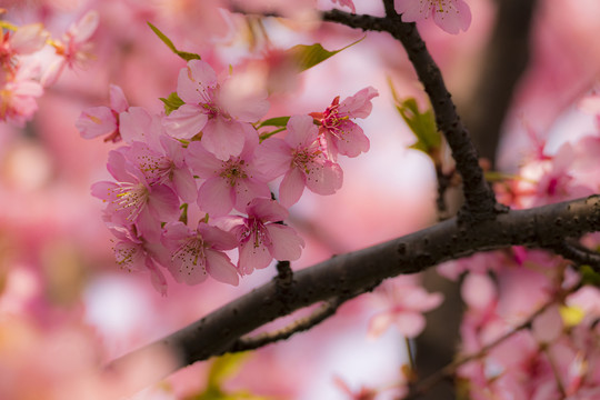 樱花