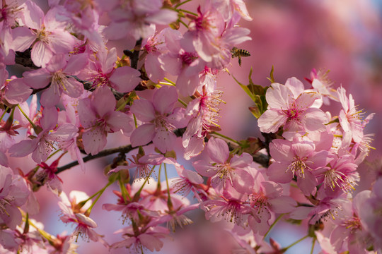 樱花