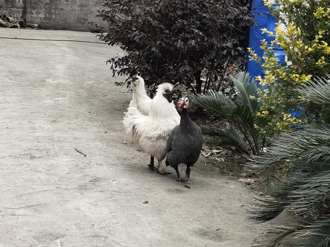 黑色珍珠鸡