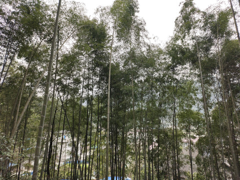 竹林