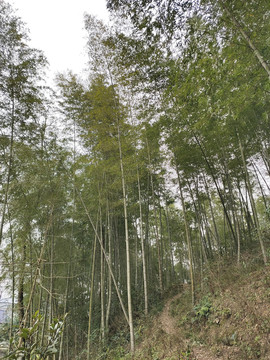 翠竹