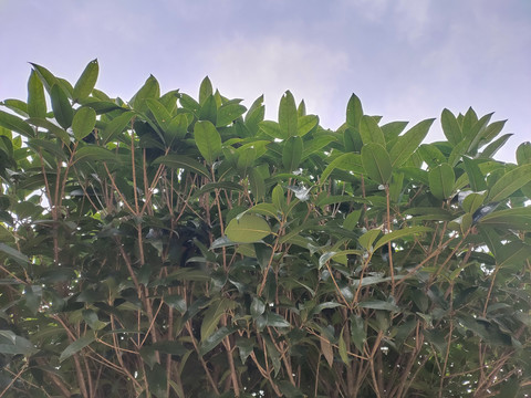 桂花树枝叶特写