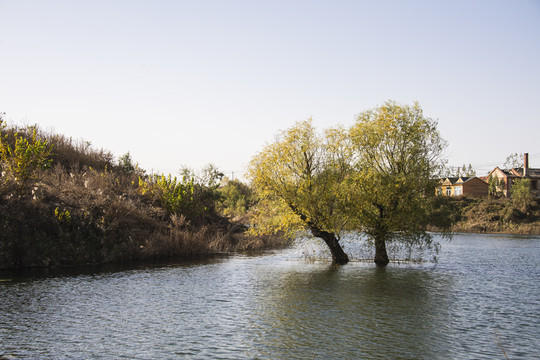 秋天湿地水中的大树