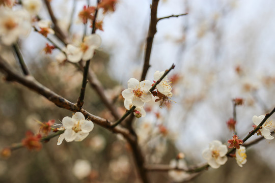 梅花