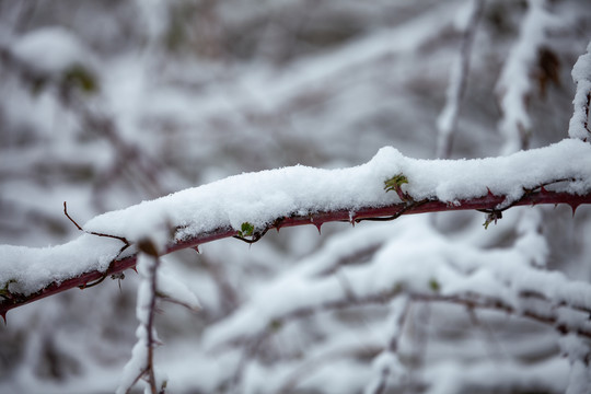 雪