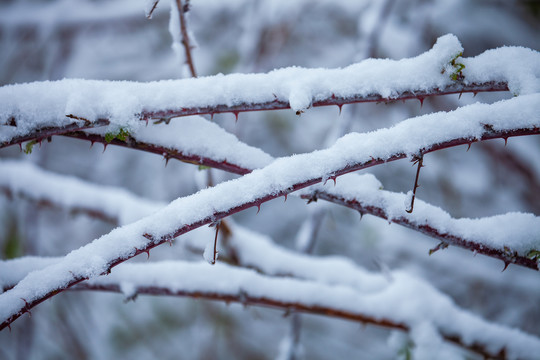 雪