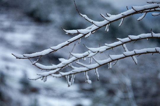 雪