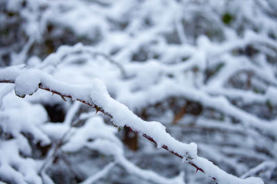 雪