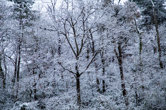 雪