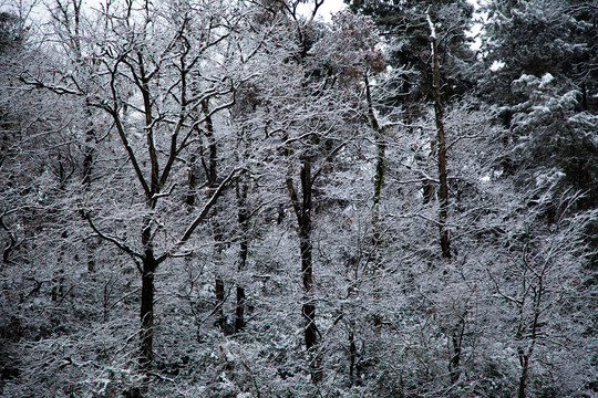 雪