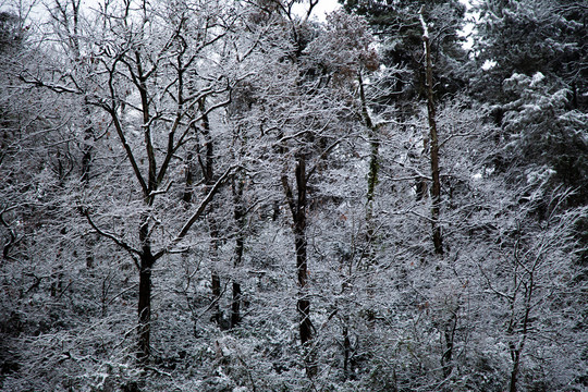 雪