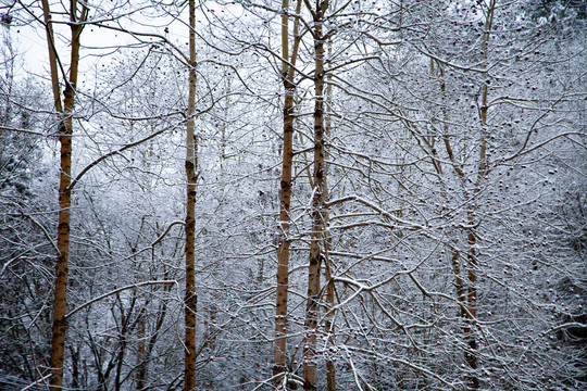 雪