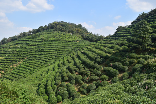 杭州龙井茶山