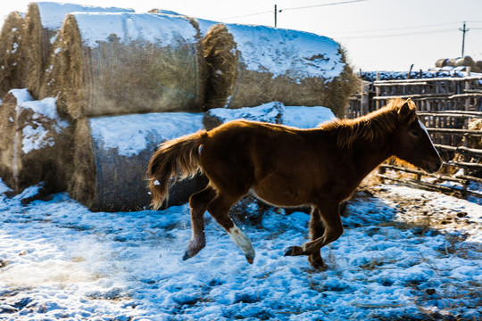 冬季牧场奔跑小马驹