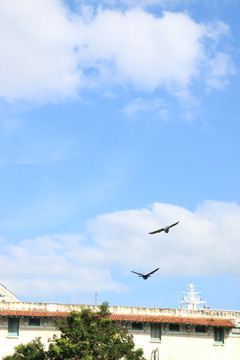 蓝色的天空中有鸽子在飞