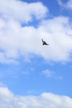 蓝色的天空中有鸽子在飞