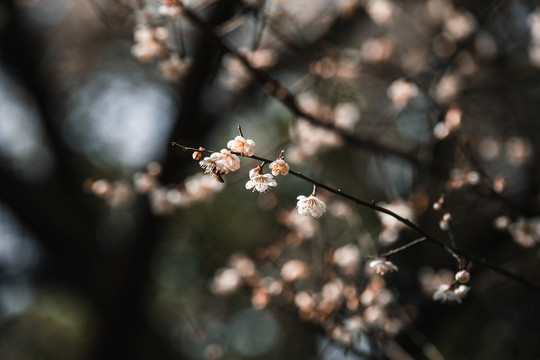 枝叶花卉