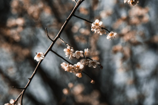 枝叶花卉