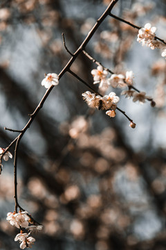 枝叶花卉