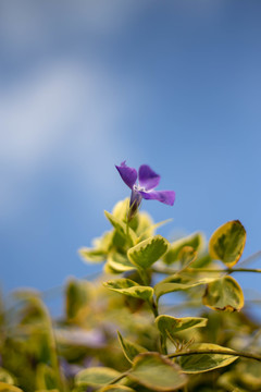 枝叶花卉