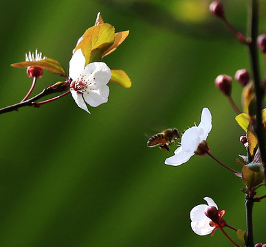 迎春花