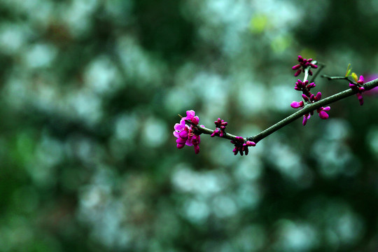 迎春花