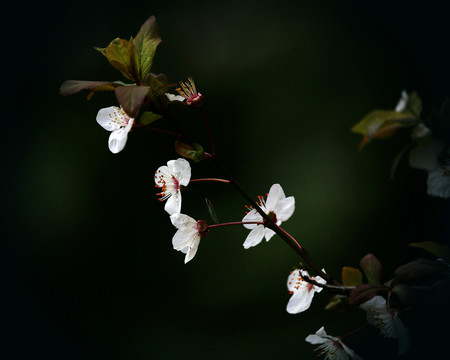 迎春花